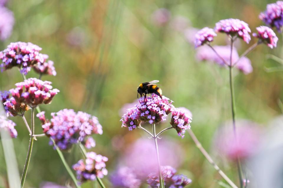 bumblebee on flower