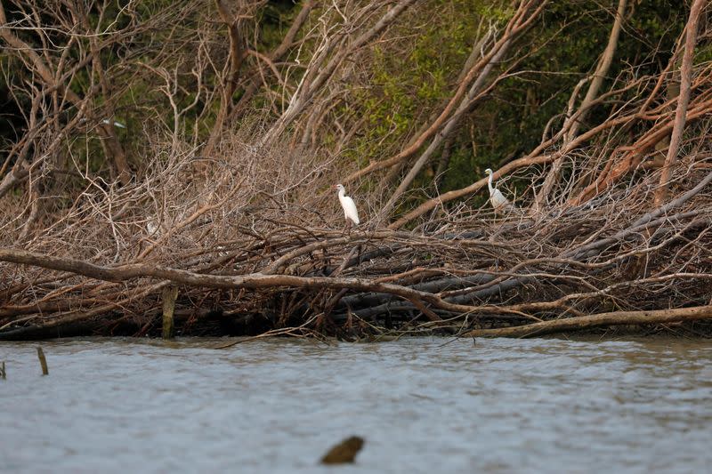 Birds perch on dead-trees at Bedono, a village affected by land subsidence and rising sea level, in Demak regency near Semarang