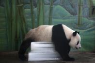 A giant panda climbs over blocks of ice as it tries to cool off in its enclosure at the Wuhan Zoo in Wuhan, in central China's Hubei province Aug. 7, 2013.