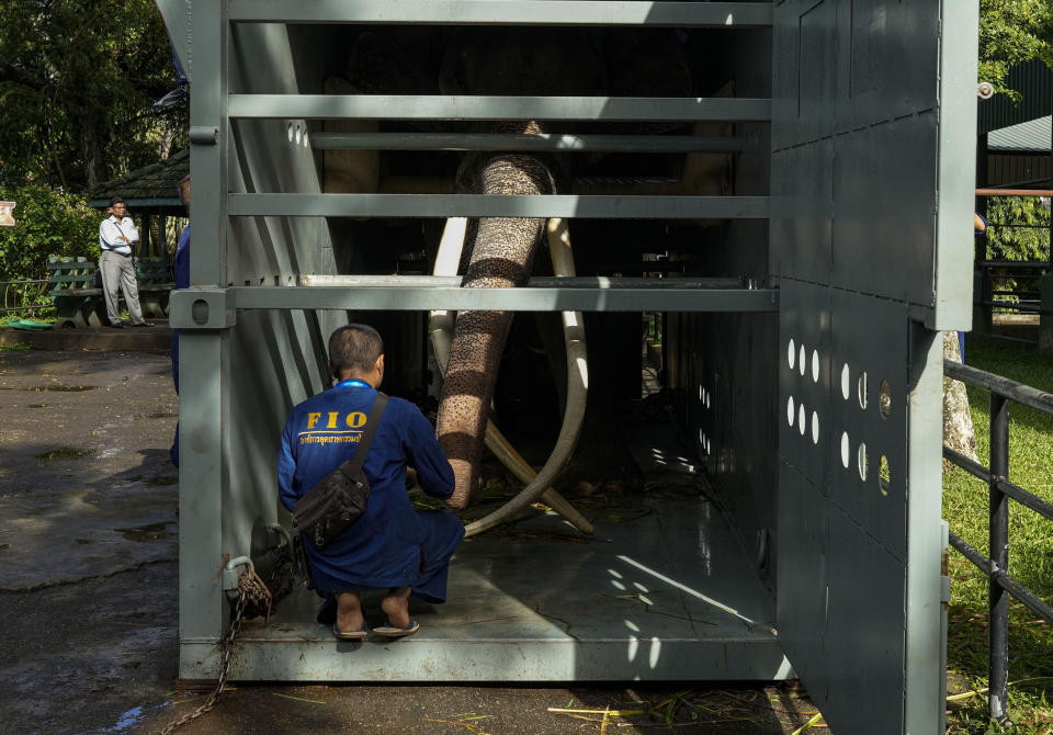 Asian elephant Sak Surin, gifted by the Thai Royal family, stands in a container at the national zoological garden in Colombo, Sri Lanka, Tuesday, June 27, 2023. Sak Surin, or the honor of the Thai province of Surin, spends its last hours in Sri Lanka its adopted home, awaiting to be airlifted back to its country of birth after alleged abuse. (AP Photo/Eranga Jayawardena)