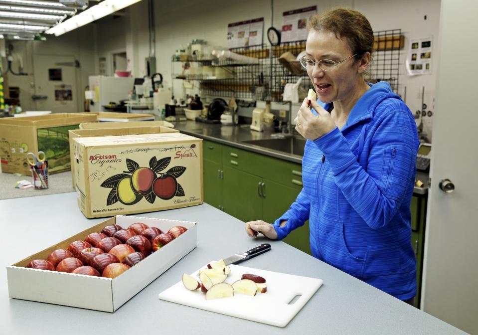 FILE - In this Feb. 12, 2016, file photo, Kate Evans, a lead scientist at Washington State University's Tree Fruit Research & Extension Center in Wenatchee, Wash., tastes a slice of a Cosmic Crisp apple, a new trademarked and focus group-tested apple variety developed by the WSU lab over the last 20 years. The Cosmic Crisp, the first-ever bred in Washington state, will be available beginning Dec. 1 and is expected to be a game changer in the apple industry. Already, growers have planted 12 million Cosmic Crisp apple trees, a sign of confidence in the new variety. (AP Photo/Ted S. Warren, File)