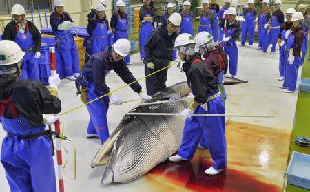 Researchers check a minke whale at Ayukawa port in Ishinomaki, Miyagi Prefecture April 26, 2014. Mandatory credit REUTERS/Kyodo/Files