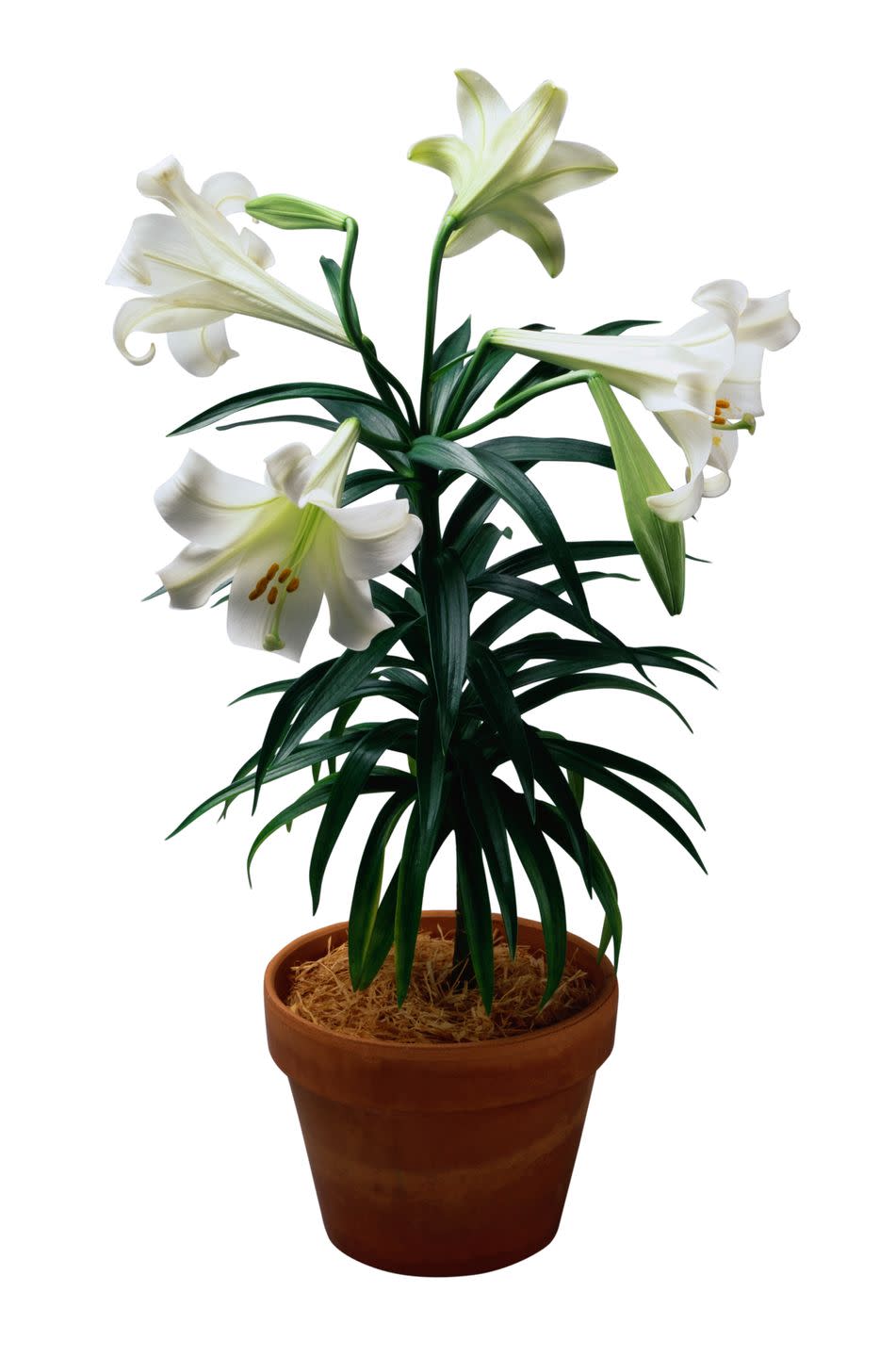 potted easter lily plant