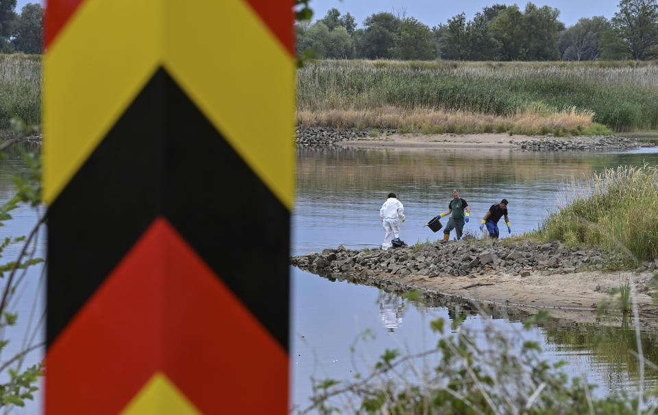 Volunteers recover dead fish from the water of the German-Polish border river Oder in Lebus, eastern Germanny, Saturday, Aug. 13, 2022. Poland’s environment minister says laboratory tests following a mass dying off of fish detected high levels of salinity but no mercury in waters of Central Europe’s Oder River. (Patrick Pleul/dpa via AP)