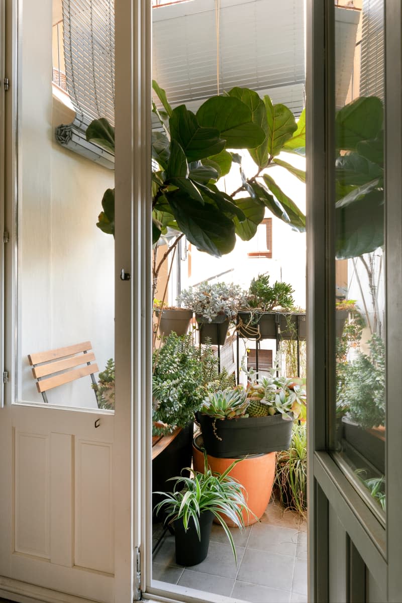 Plant covered balcony through small window door