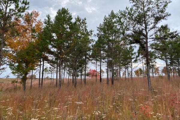 APSU's Southeastern Grasslands Institute working to prioritize conservation of 14 million acres of grasslands thanks to a federal grant.