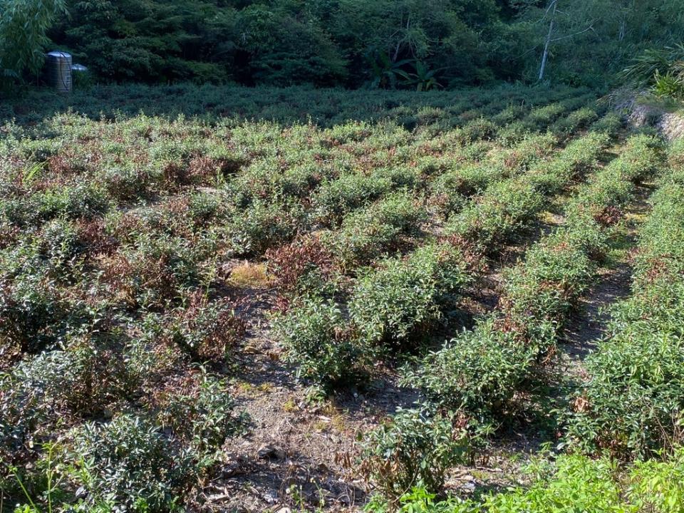 《圖說》因連續乾旱影響，導致茶樹陸續出現枝條枯萎損害。〈農業局提供〉