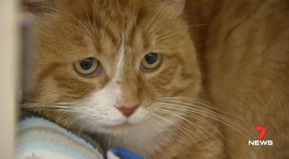 Beau will be up for adoption once his wounds heal. Source: 7 News