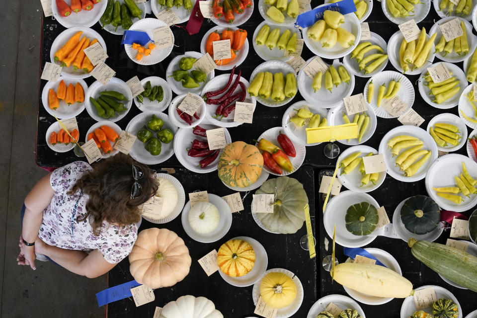 A fairgoer looks over prizing winning produce on display at the Iowa State Fair, Thursday, Aug. 18, 2022, in Des Moines, Iowa. Potential White House hopefuls from both parties often swing by Iowa's legendary state fair during a midterm election year to connect with voters who could sway the nomination process. But this year, the traffic at the fair was noticeably light. Democrats are uncertain about President Joe Biden's political future and many Republicans avoid taking on former President Donald Trump. (AP Photo/Charlie Neibergall)