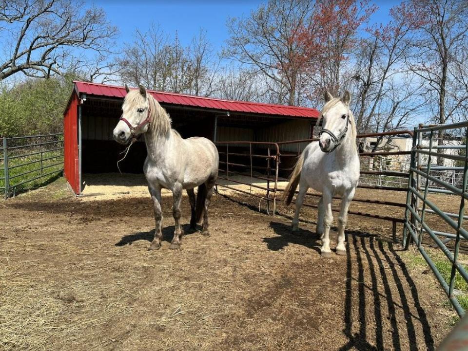 Tessa And Lilly are among six ponies being cared for at the Nevins Farm in Meuthen by the Massachusetts Society for the Prevention of Cruelty to Animals
