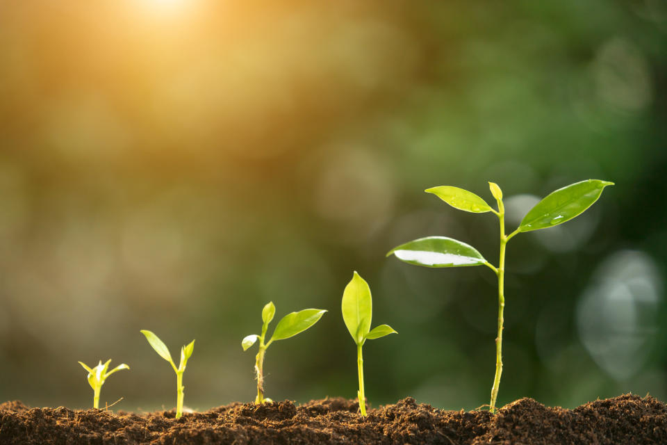 seedlings sprouts plants