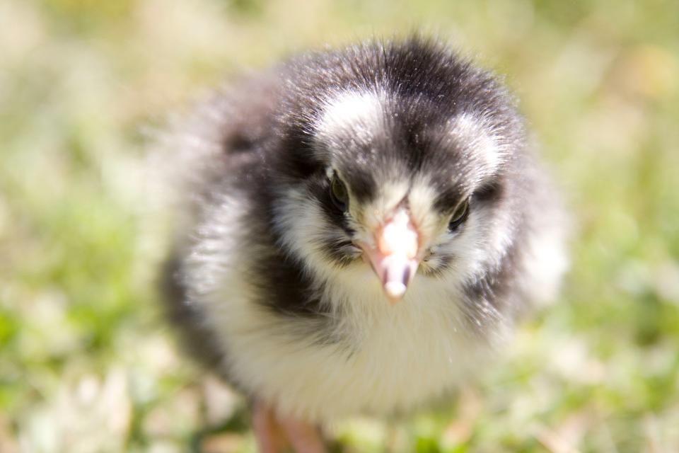 Dare 2 Dream sold about 8,000 baby chicks and chickens in March—10 times the rate of a year ago.