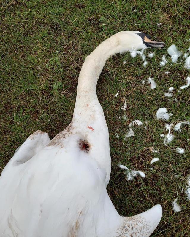 Worcester News: The bird was dead by the time John Stewart from Wychbold Swan Rescue arrived