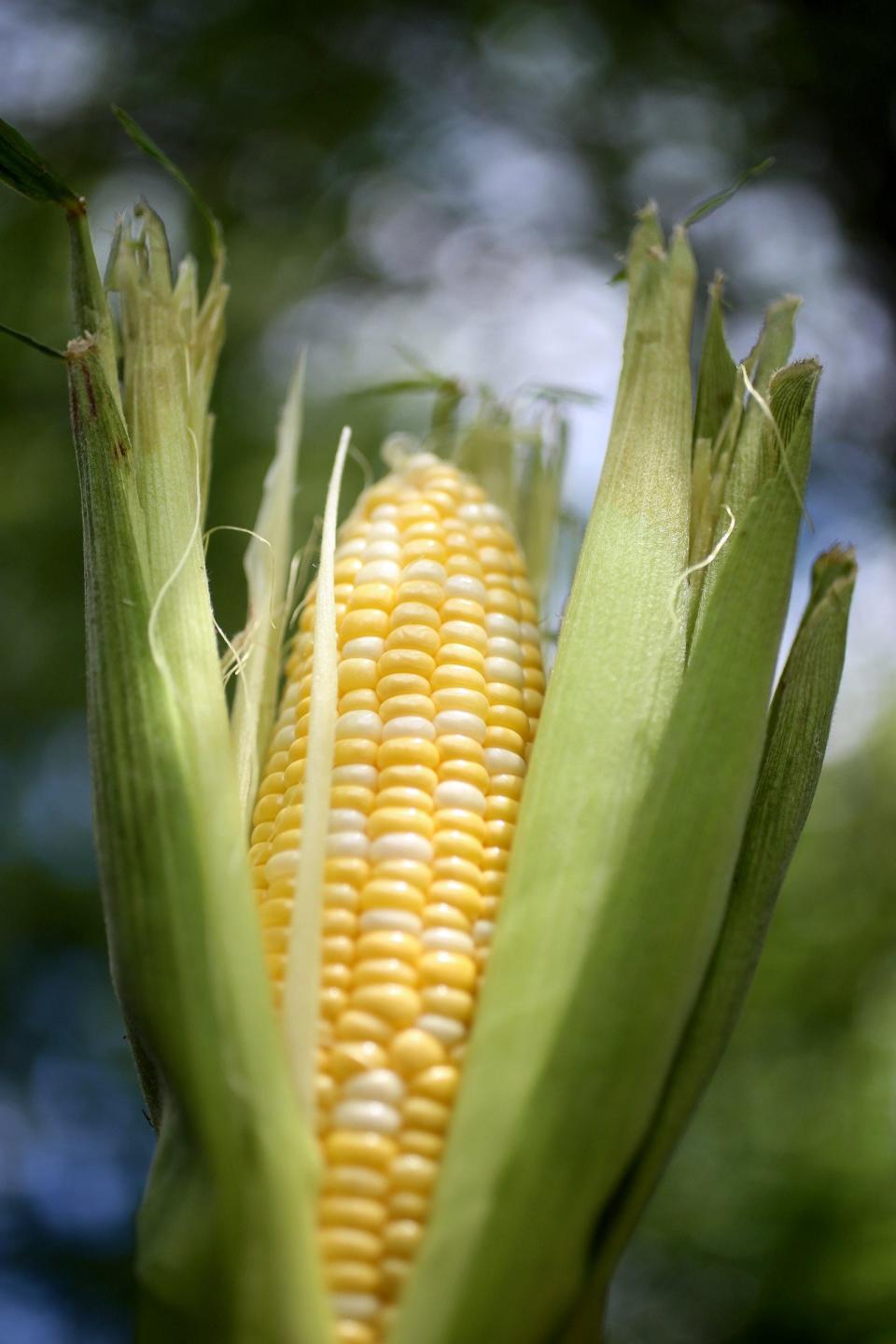 Sweet corn.