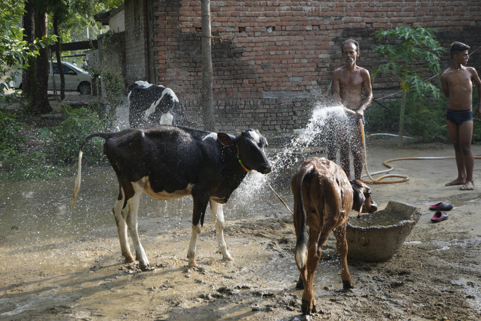 A villager sprays water on his livestock to protect them from heat in Ballia district, Uttar Pradesh state, India, Monday, June 19, 2023. Several people have died in two of India's most populous states in recent days amid a searing heat wave, as hospitals find themselves overwhelmed with patients. More than hundred people in the Uttar Pradesh state, and dozens in neighboring Bihar state have died due to heat-related illness. (AP Photo/Rajesh Kumar Singh)