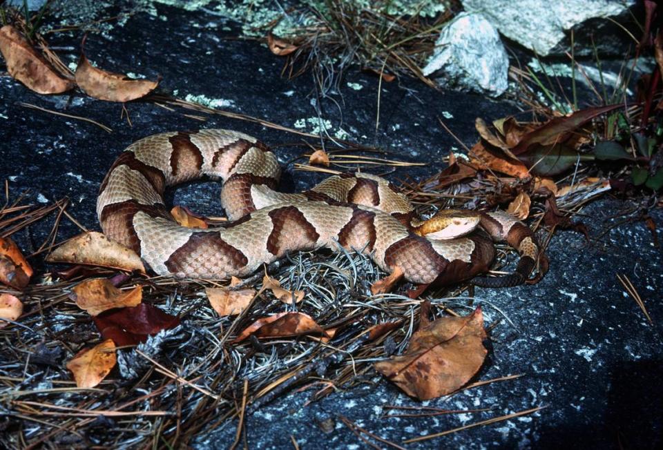Southern Copperhead snake.
