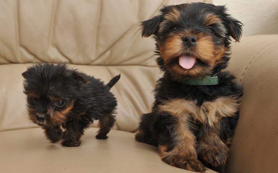 Tim next to a normal-sized Yorkshire Terrier - Credit: SWNS.com