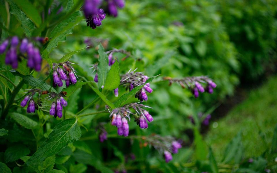 Comfrey is a brilliant fertiliser for flowers  - Rii Schroer