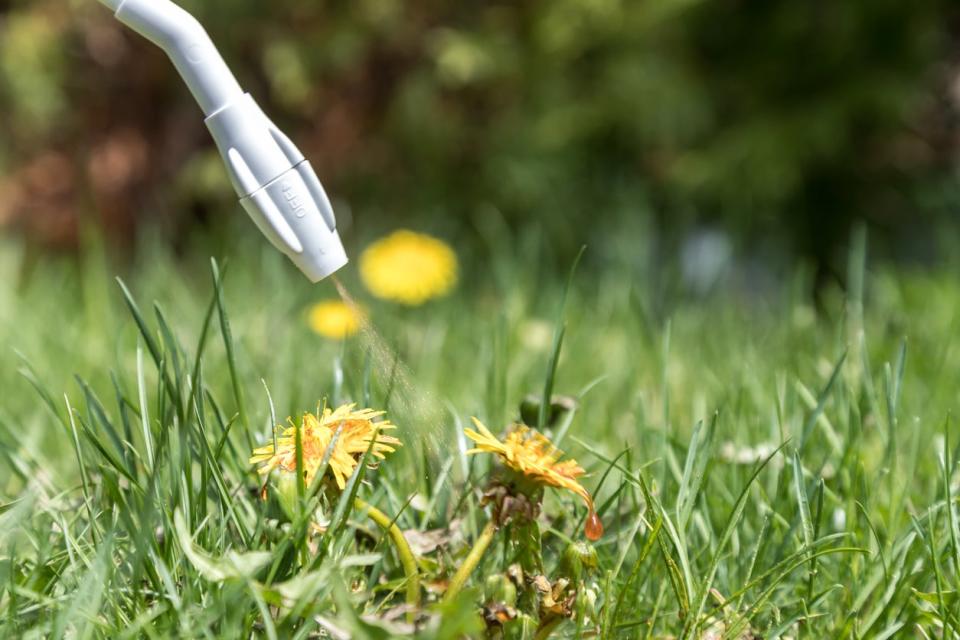 Spraying a substance on a dandelion.