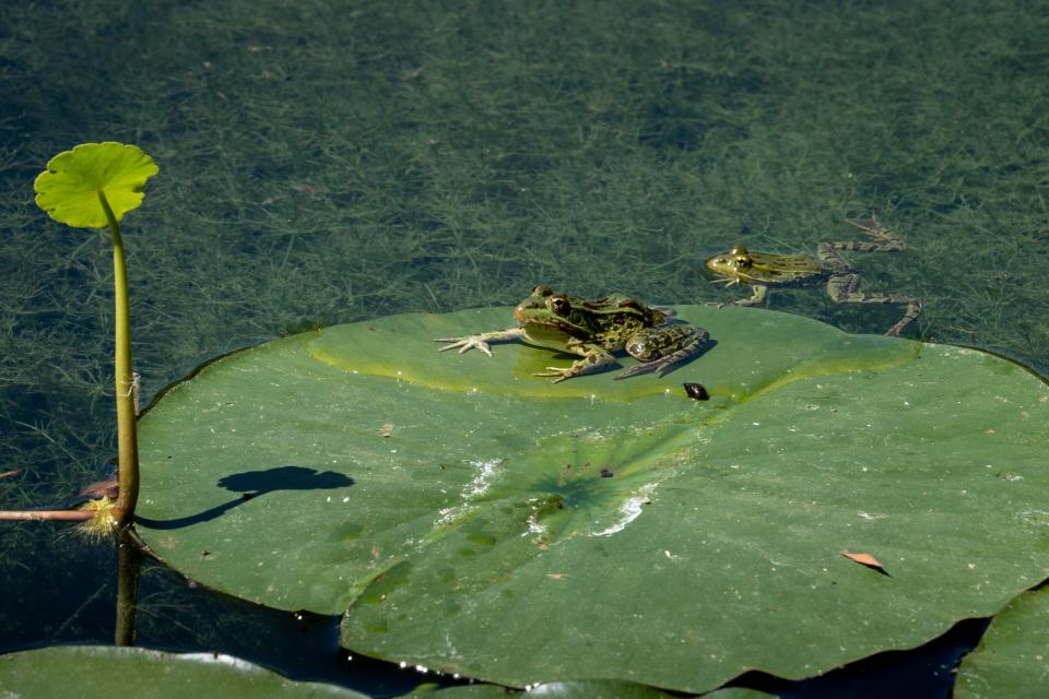 A Chiricahua leopard frog in a pond, June 10, 2023, at Cave Creek Ranch near Portal, Arizona.