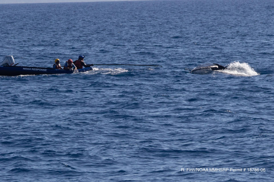 In this photo provided by the National Oceanic and Atmospheric Administration, officials remove mooring line and a buoy from a young humpback whale off Ukumehame, Maui, Wednesday, Jan. 26, 2022. Federal officials say the yearling humpback was freed from entanglement in gear that included about 140 feet of line and a plastic trawling buoy. (Rachel Finn/NOAA via AP)