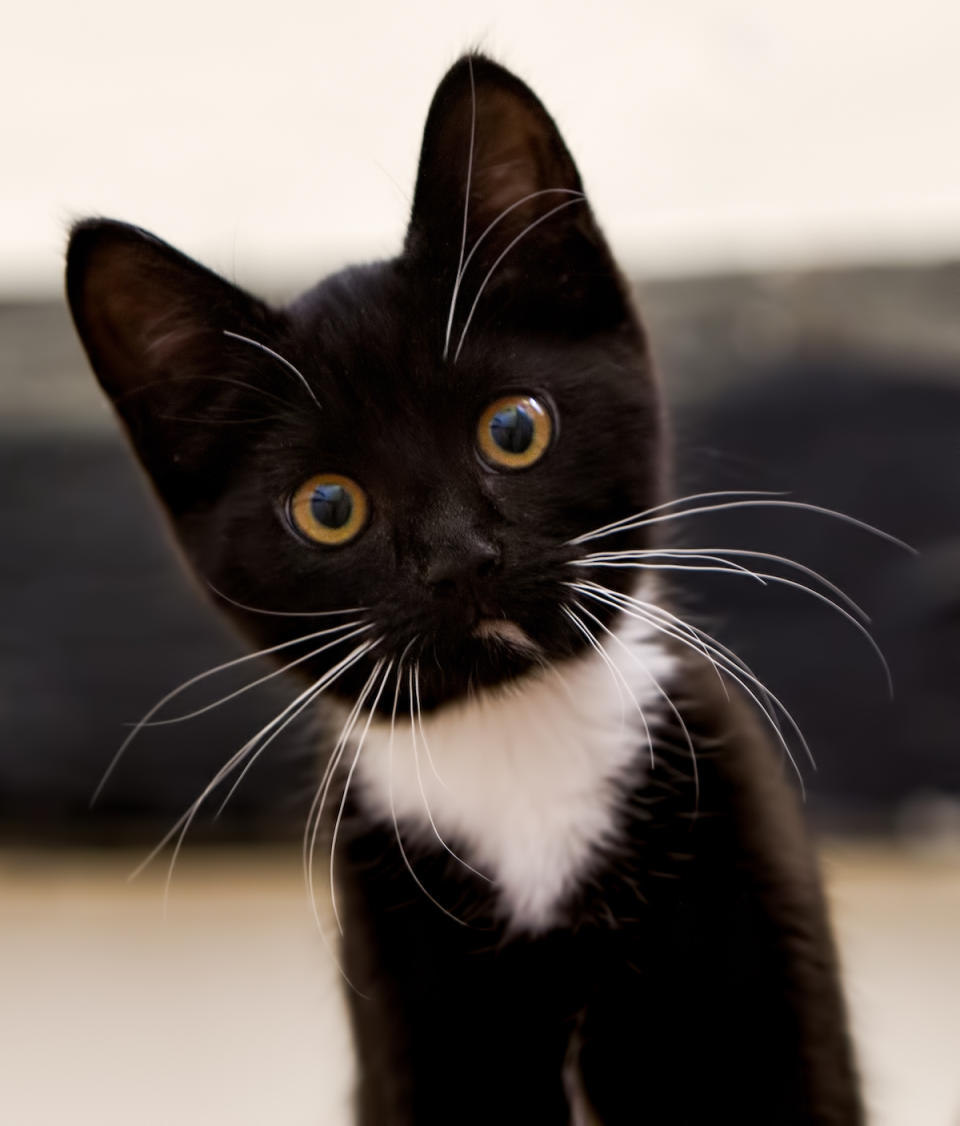 Tuxedo kitten