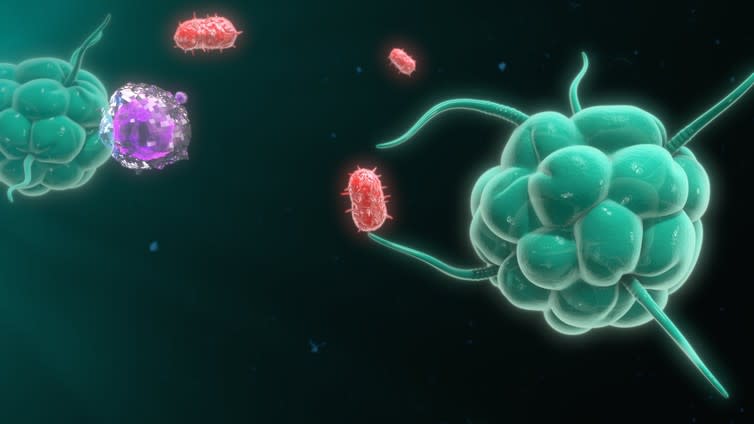 <span class="caption">Macrophages fight off infectious microbes that infiltrate the body.</span> <span class="attribution"><a class="link " href="https://www.shutterstock.com/image-illustration/macrophage-destroying-bacteria-3d-illustration-434566534?src=2O3pabWbUaQ9Yo39fICzBg-1-2" rel="nofollow noopener" target="_blank" data-ylk="slk:sciencepics/Shutterstock;elm:context_link;itc:0;sec:content-canvas">sciencepics/Shutterstock</a></span>