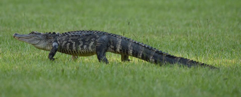 A three to four foot alligator rest in a yard off of N.C. 133 in Brunswick County.