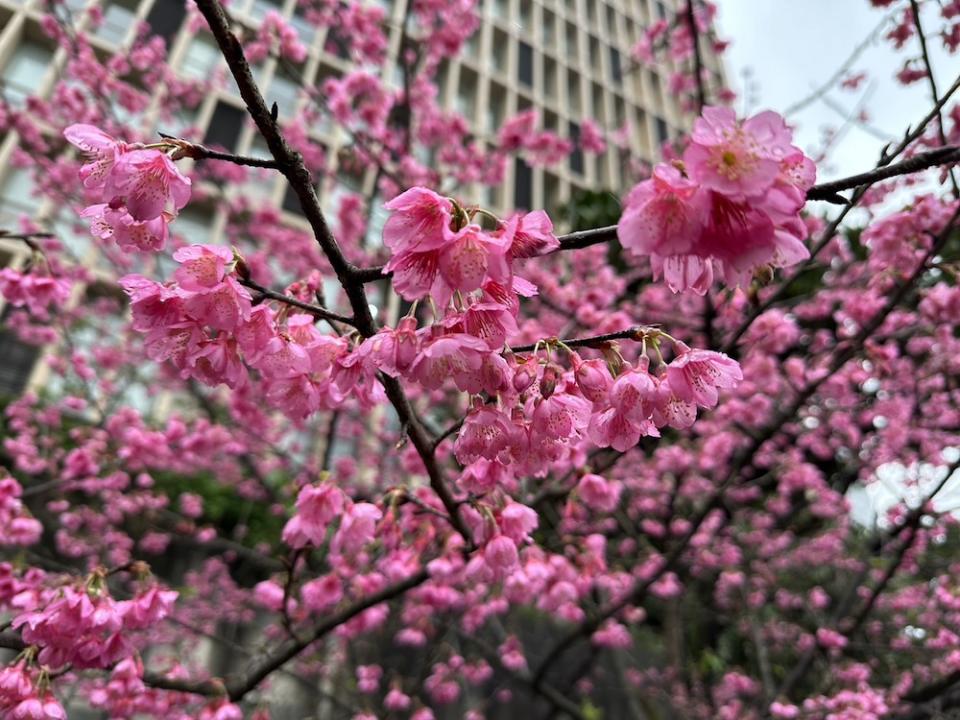 汐止康誥坑溪（圖片來源：新北市政府綠美化環境景觀處）