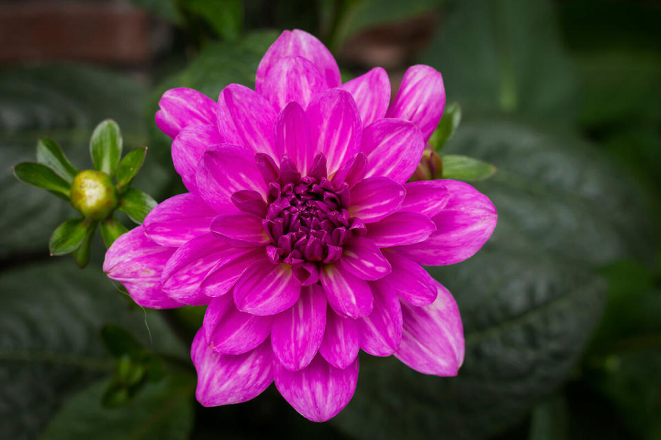 La dalia es considerada la flor nacional de México, y sus bulbos se usan mucho en la cocina. Foto: jessicahyde / iStockphoto