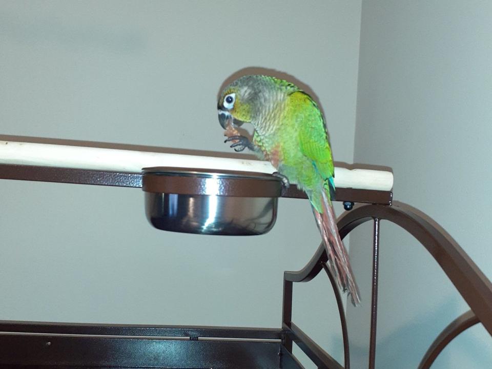 Louie, the pet parrot who saved the lives of its owners, died in the fire: SWNS