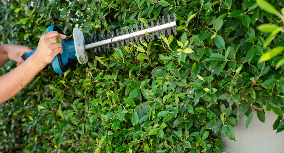 A man is trimming hedges on his property as Perth City Council proposes new bylaws that would mean residents would need a permit to cut trees. 