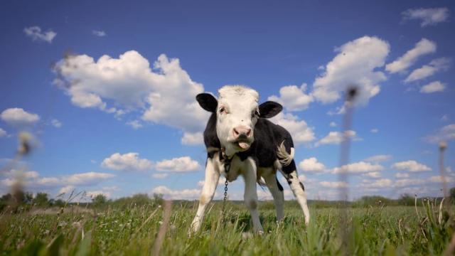 Beauty of Cow baby 