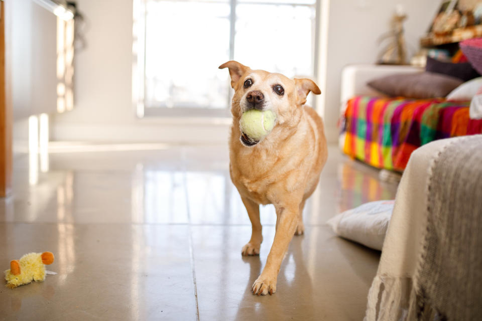 a dog holding a ball in its mouth