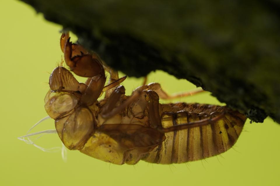 As light shines through a leaf behind, a periodical cicada nymphal skin is left on a tree Friday, May 17, 2024, in Charleston, Ill. (AP Photo/Carolyn Kaster)