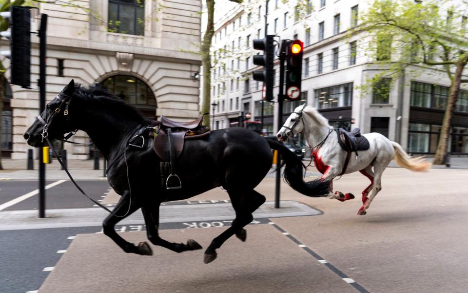 Two horses on the loose bolt through the streets of London near Aldwych