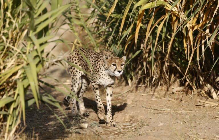 Iranian-Canadian environmentalist Kavous Seyed Emami, who authorities say died in prison, headed the Persian Wildlife Heritage Foundation which worked to preserve rare species like the Asiatic Cheetah