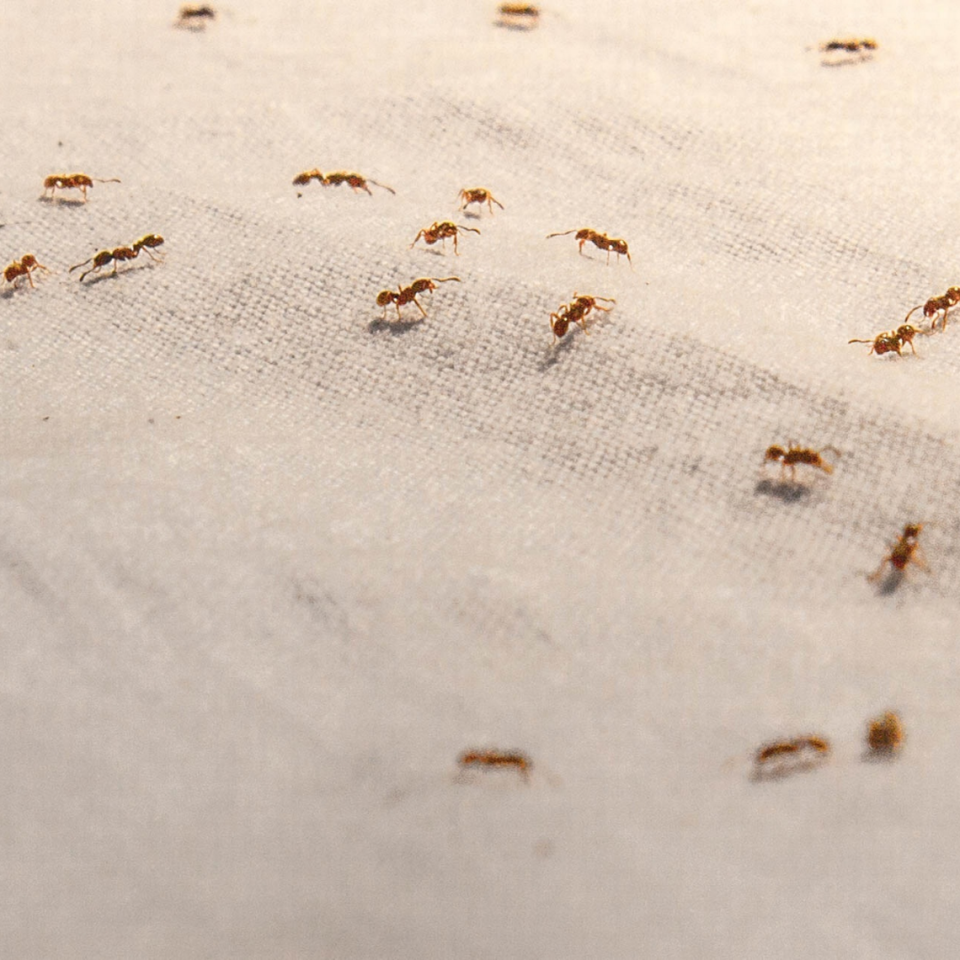 The ants will come marching in this fall and winter. Here’s how to keep them out of your home.