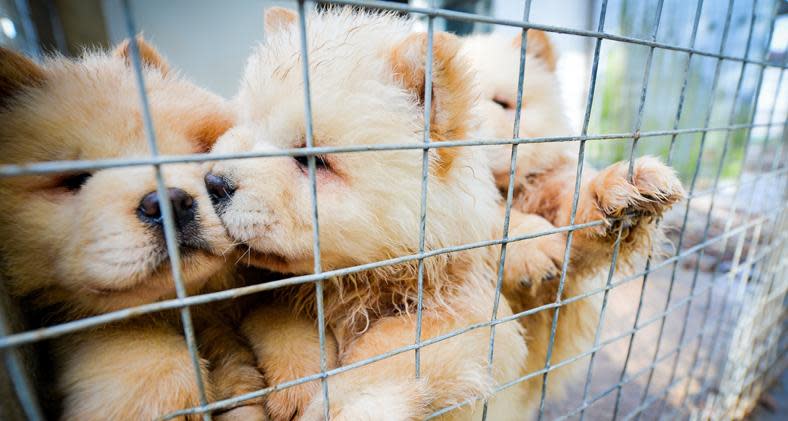 The Dog’s Trust found 100 puppies being smuggled into the UK