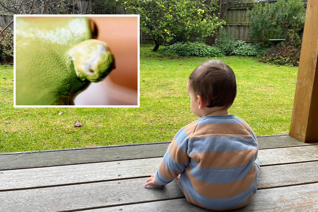 A toddler sits on a deck looking out at a backyard is the background image. An inset shows a frog with cancer.