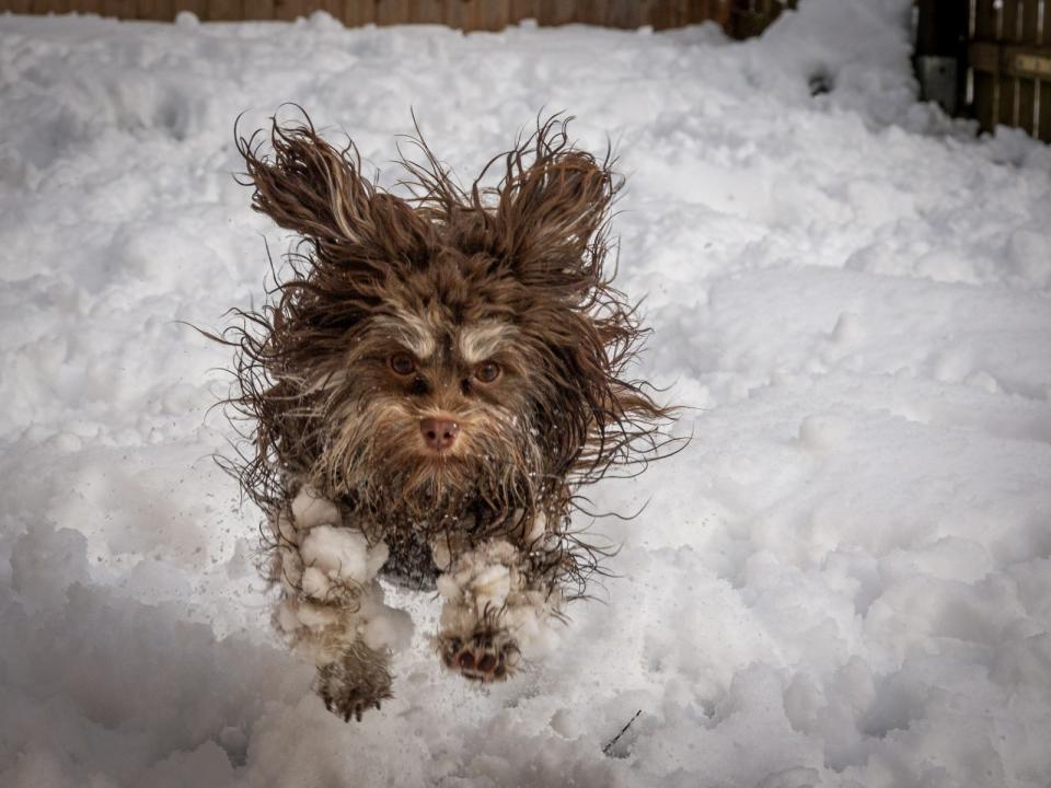  ©Tammo Zelle/ Comedy Pets 