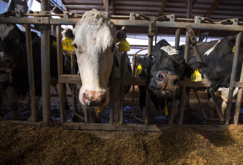Dairy cows are seen in a freestall barn on a farm in northern Buffalo County, Wisconsin, on March 8, 2017. Wisconsin is the nation's No. 2 milk producer and No. 1 cheese producer. Farmers here say tougher immigration policies are making it more difficult to find and keep workers. (Photo: Coburn Dukehart/Wisconsin Center for Investigative Journalism)