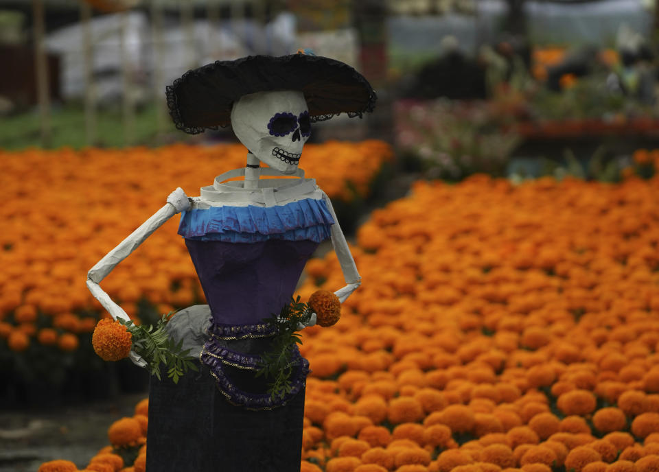 ARCHIVO - Una Catrina, una muñeca esquelética popular, se encuentra sobre un campo de cempasúchil o flores de caléndula en una finca en Xochimilco, Ciudad de México, el miércoles 19 de octubre de 2022. La flor de caléndula mexicana es conocida como la flor de los muertos y es utilizado en las celebraciones del Día de los Muertos. (AP Foto/Marco Ugarte)