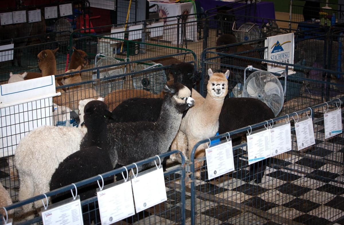 Alpacas return to the Summit County Fairgrounds during the annual Buckeye Alpaca Show