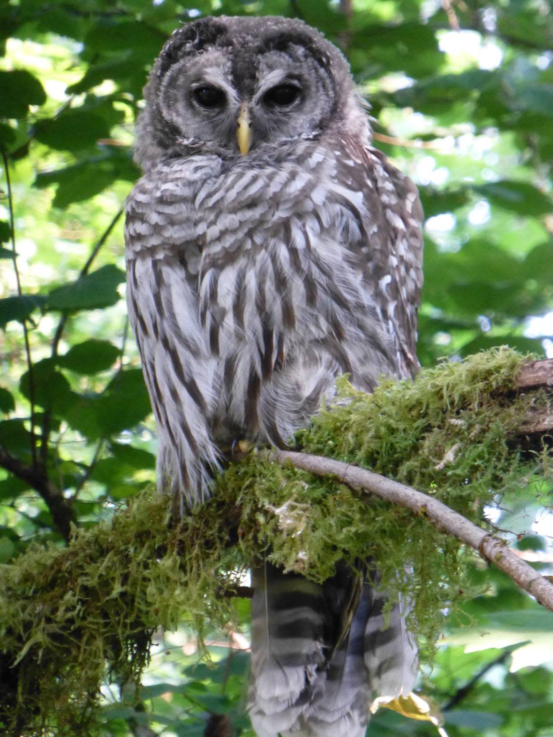 A barred owl rests in a forest on Vashon Island. Ken Bevis/DNR