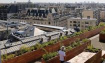 A man walks between planter boxes on the 700 square metre (7500 square feet) rooftop of the Bon Marche, where the store's employees grow some 60 kinds of fruits and vegetables such as strawberries, zucchinis, mint and other herbs in their urban garden with a view of the capital in Paris, France, August 26, 2016. REUTERS/Regis Duvignau