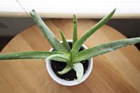 Cette plante est réputée pour ses propriétés rafraîchissantes, alors faites le plein de gel d’aloe vera. C’est encore plus efficace si vous la mettez d’abord au réfrigérateur. [Photo: Pexels]