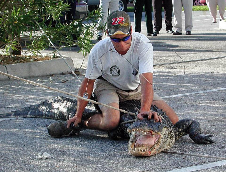 Chad Wright carefully prepares to wire a 10-foot alligator’s dangerous jaws shut while office workers look on from a safe distance. A trapper for the Florida Fish and Wildlife Conservation Commission, Wright removed the gator from the ComCenter 70 parking lot on May 7, 2003. 