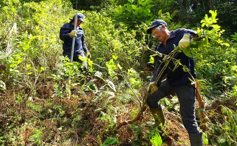 Foto de archivo. Trabajadores destruyen plantas de coca durante una operación de erradicación en una plantación en Taraza, departamento de Antioquia