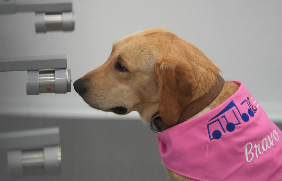 June 17, 2021:  Bravo, a Labrador Retriever, sits in front of a sample of human sweat after detecting the COVID-19 coronavirus at a mobile canine unit in Bangkok. Thailand has deployed a canine virus detection squad to help provide a fast and effective way of identifying people with COVID-19 as the country faces a surge in cases, with clusters found in several crowded slum communities and large markets.